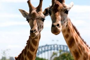 Sydney Harbour Ferry with Taronga Zoo Entry Ticket - Accommodation Australia